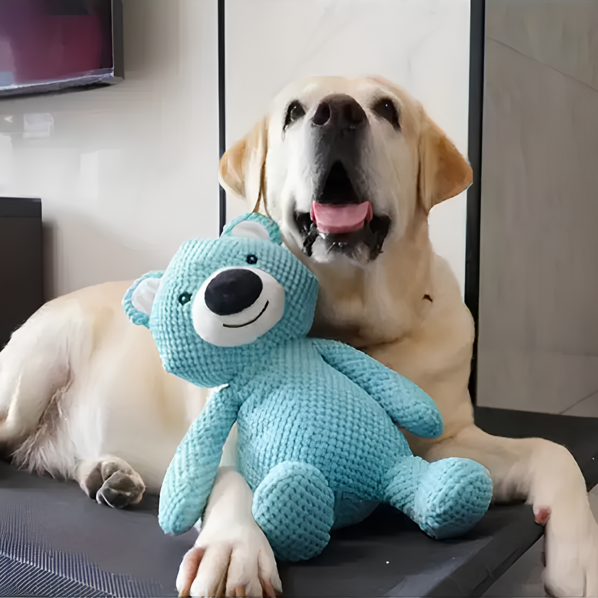 Jouets en peluche pour chiens - Doux et résistants aux morsures