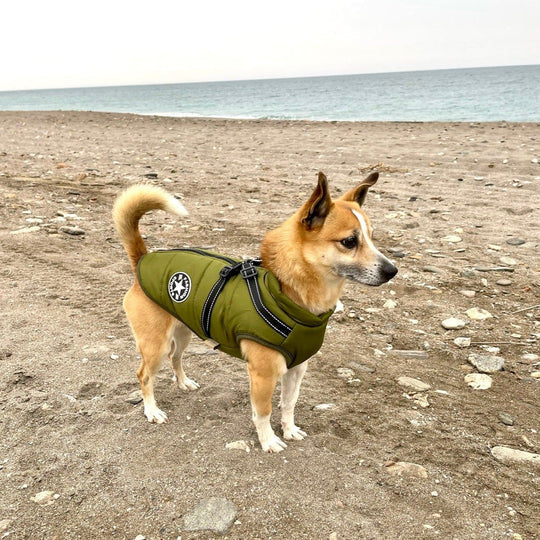 PawComfort - Manteau pour chien avec harnais intégré | Parfait pour les aventures hivernales