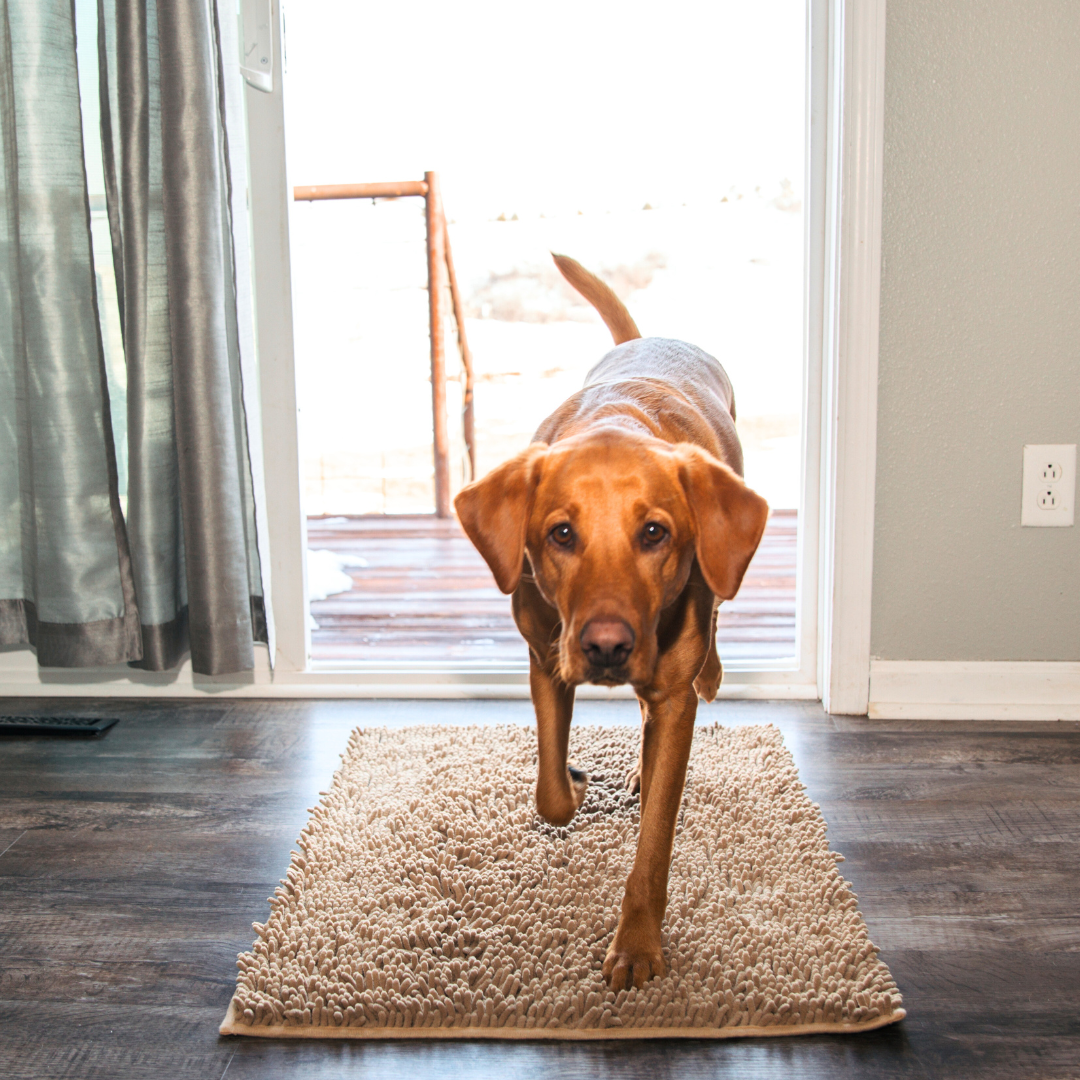 Paillasson absorbant pour chien - Pour des pattes propres