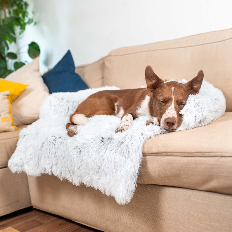 PawComfort – Protecteur de meubles et taille de lit pour chien | Idéal pour se protéger