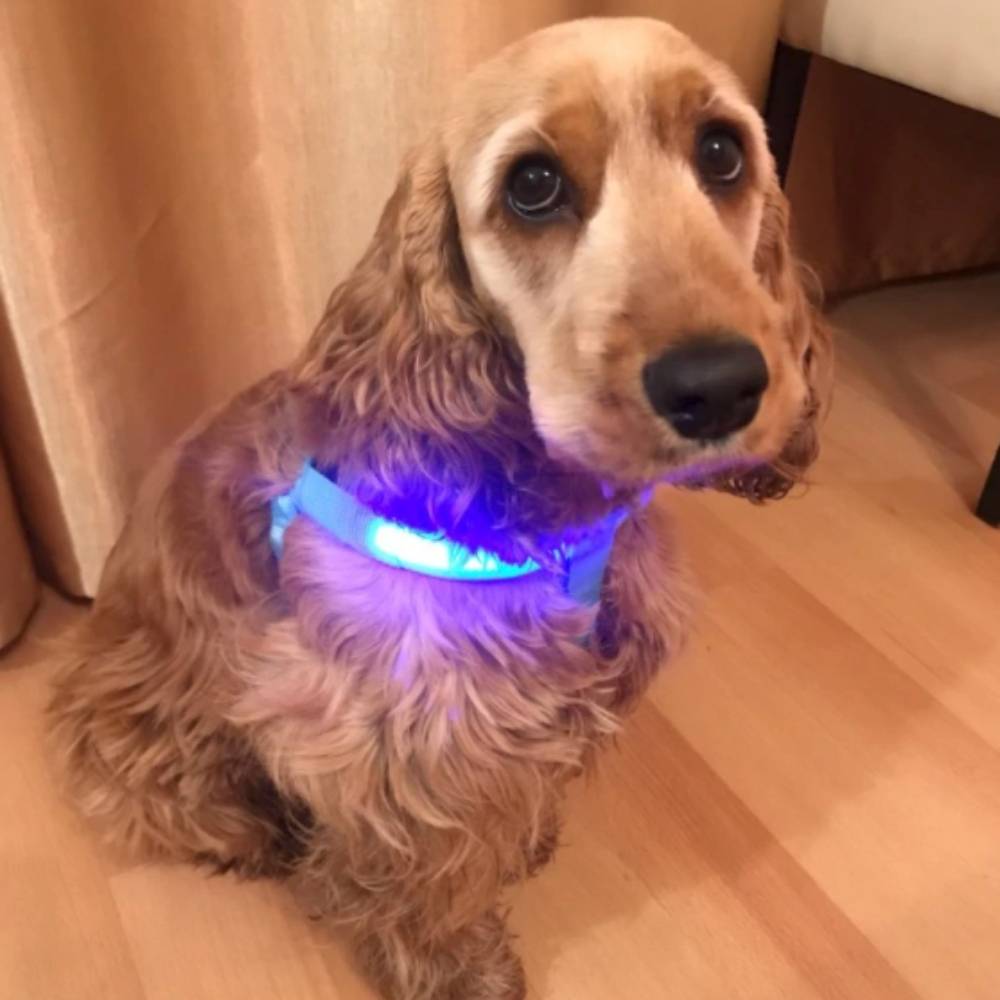 Harnais lumineux pour chien – Sûr et élégant pour les promenades nocturnes