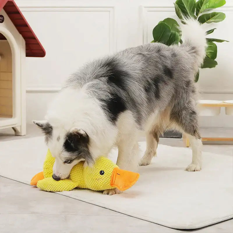 Jouet pour chien en forme de canard en peluche – Doux et durable