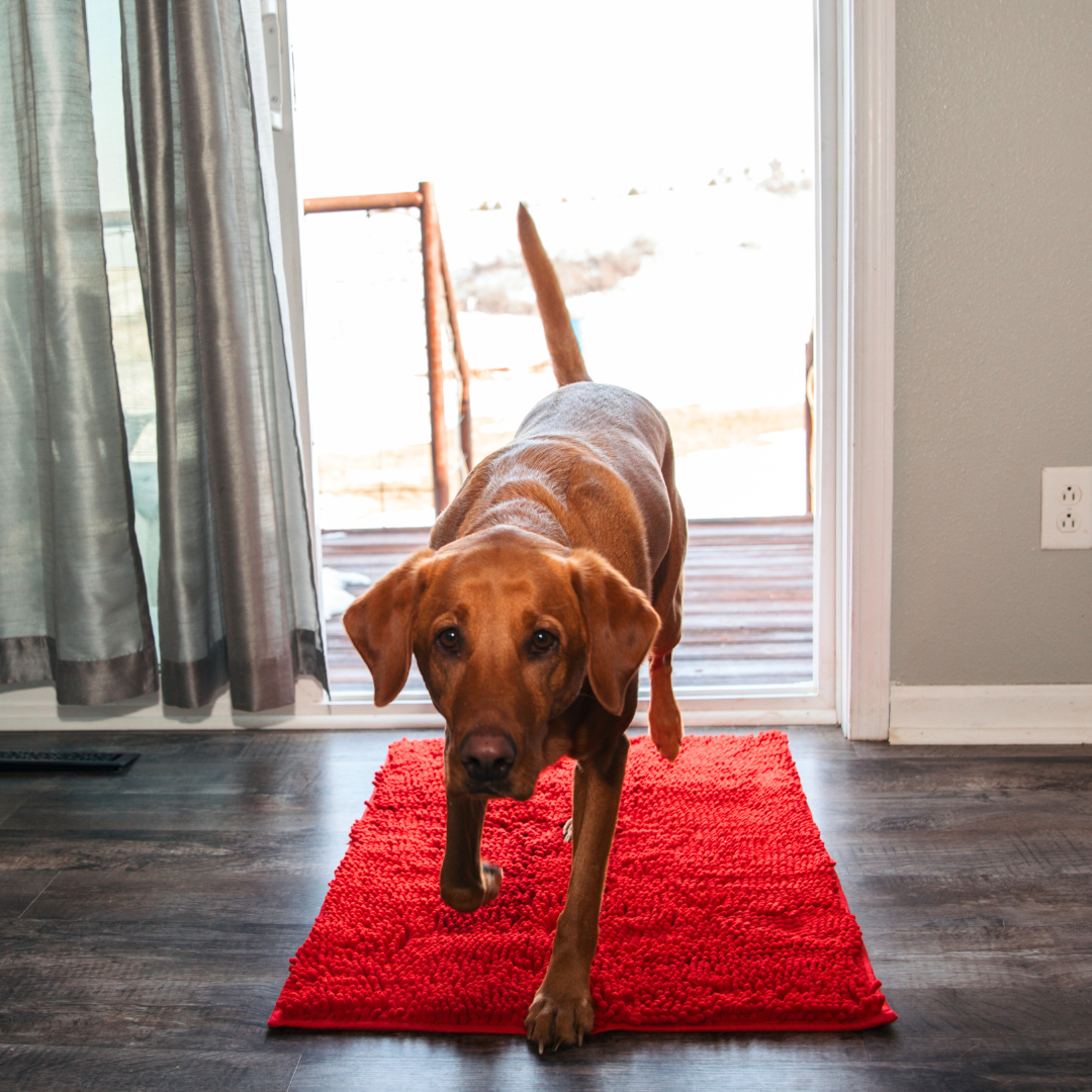 Paillasson absorbant pour chien - Pour des pattes propres