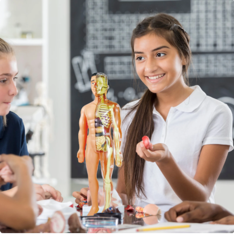 Modèle anatomique éducatif pour enfants - BioBouw pour découverte scientifique