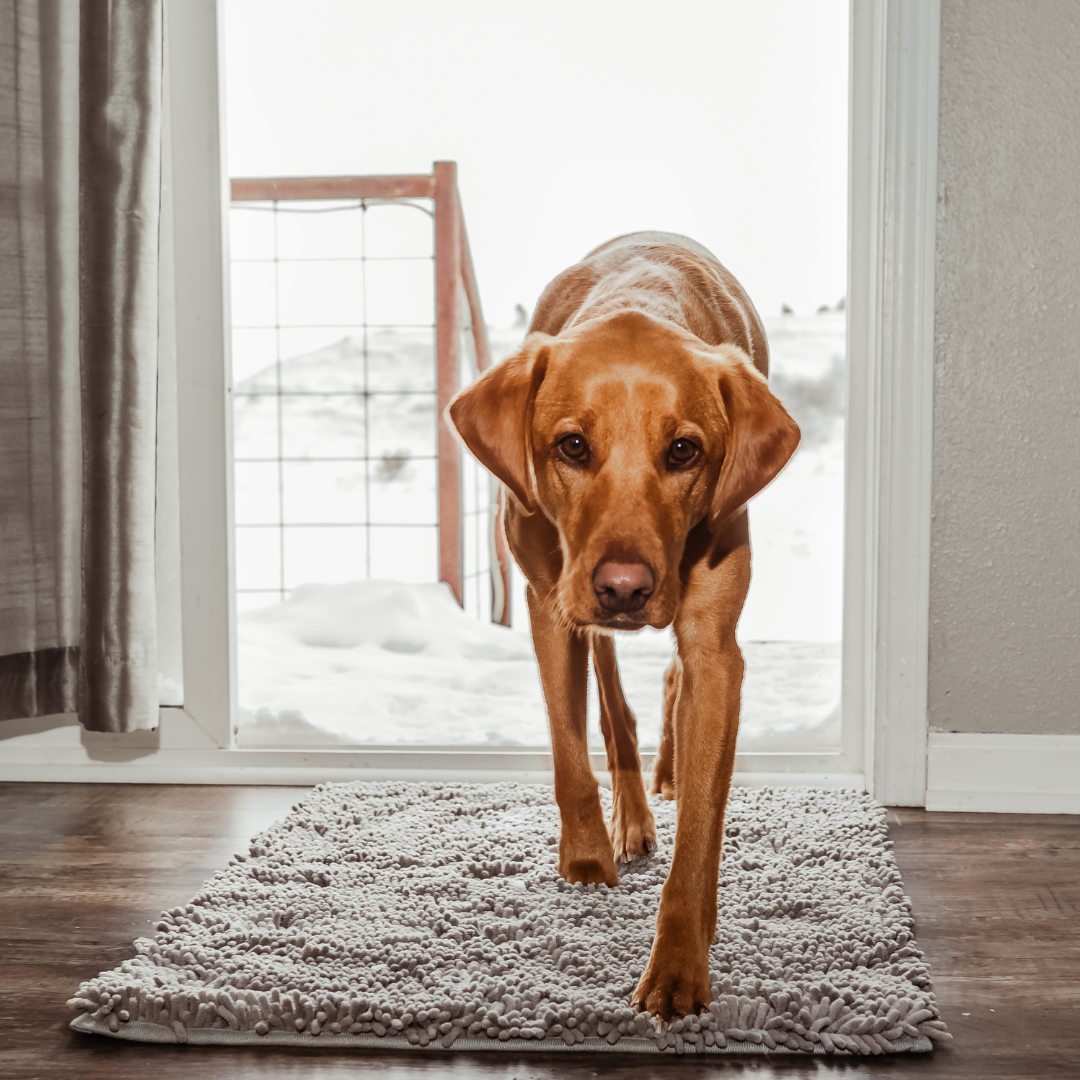 Paillasson absorbant pour chien - Pour des pattes propres