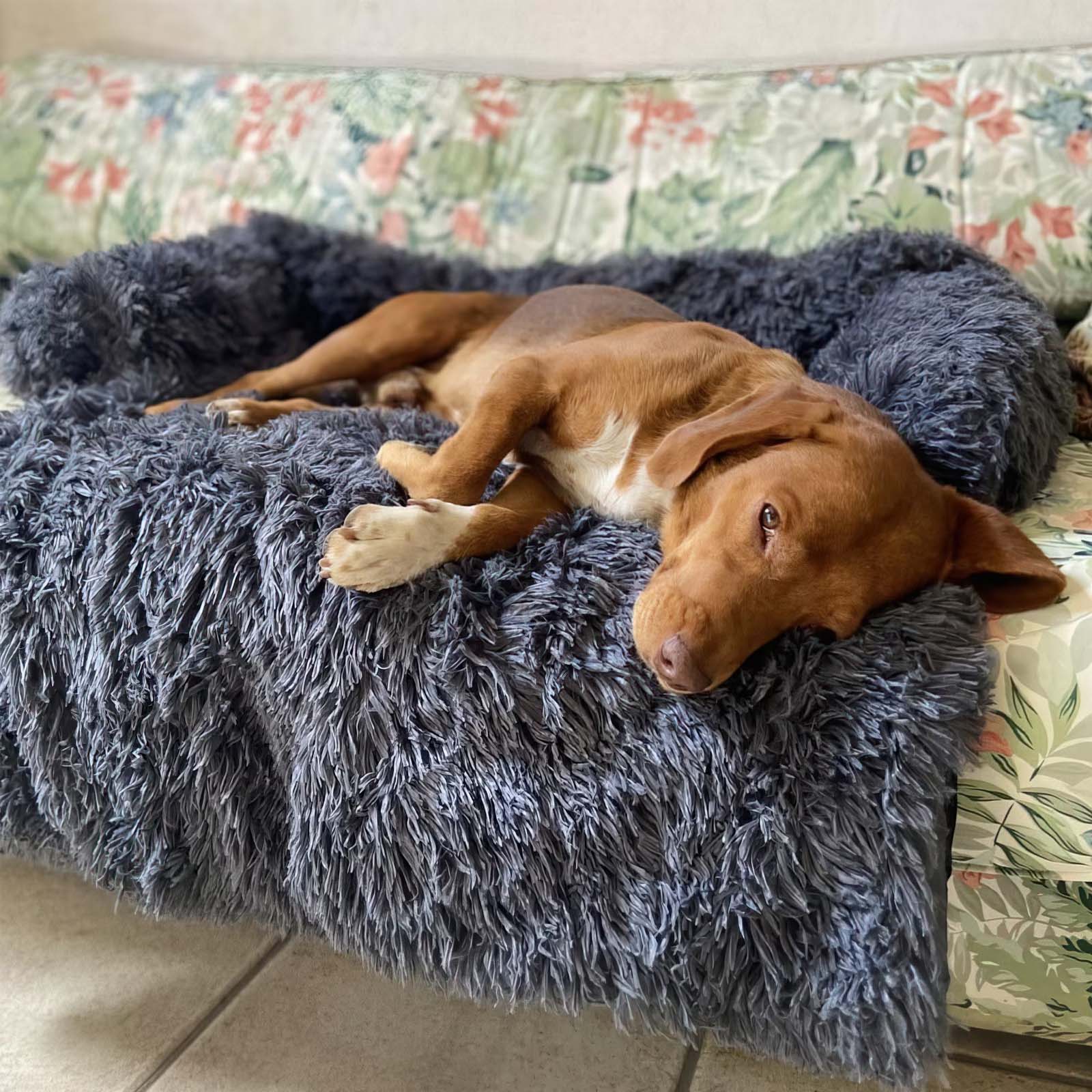 PawComfort – Protecteur de meubles et taille de lit pour chien | Idéal pour se protéger