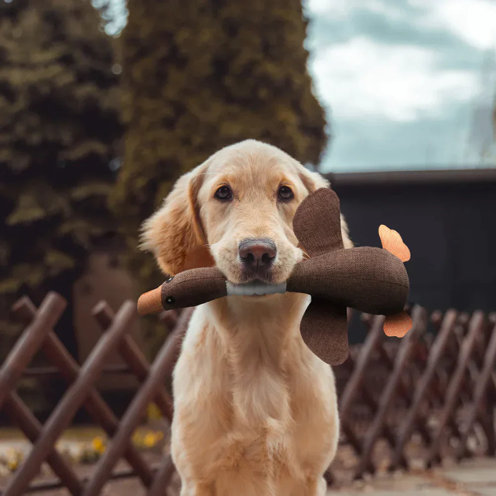 Canard Indestructible - Le jouet fort pour chien