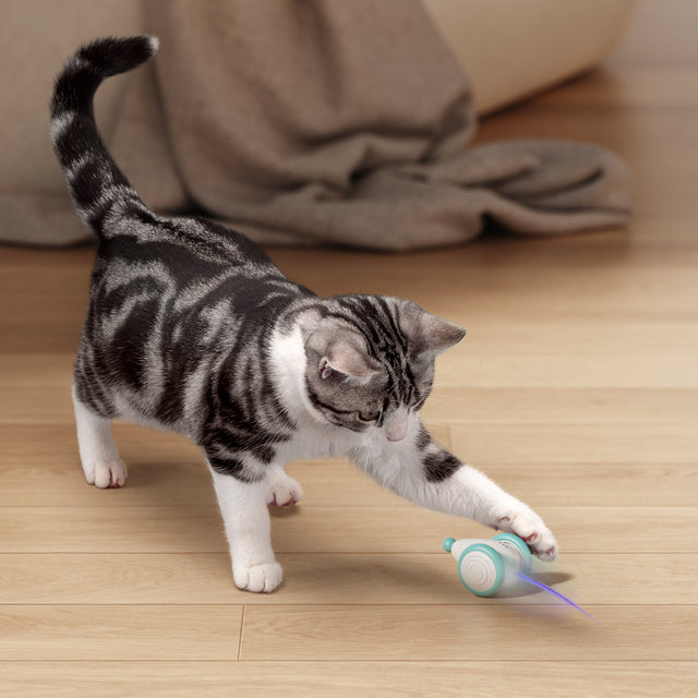 Jouet résistant aux mordillements pour chats - Durable et amusant